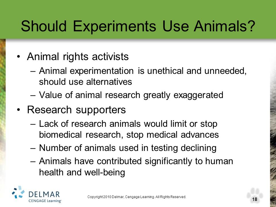 Should animals be used for testing
